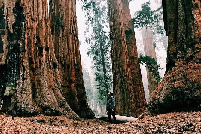 Yosemite et séquoias géants en petit groupe