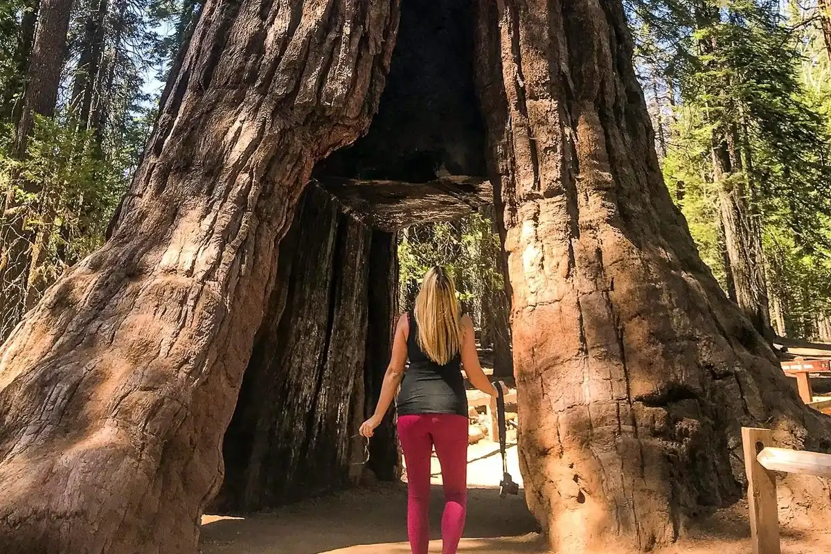 Un visiteur traversant le tronc creux d'un séquoia géant mort dans une forêt